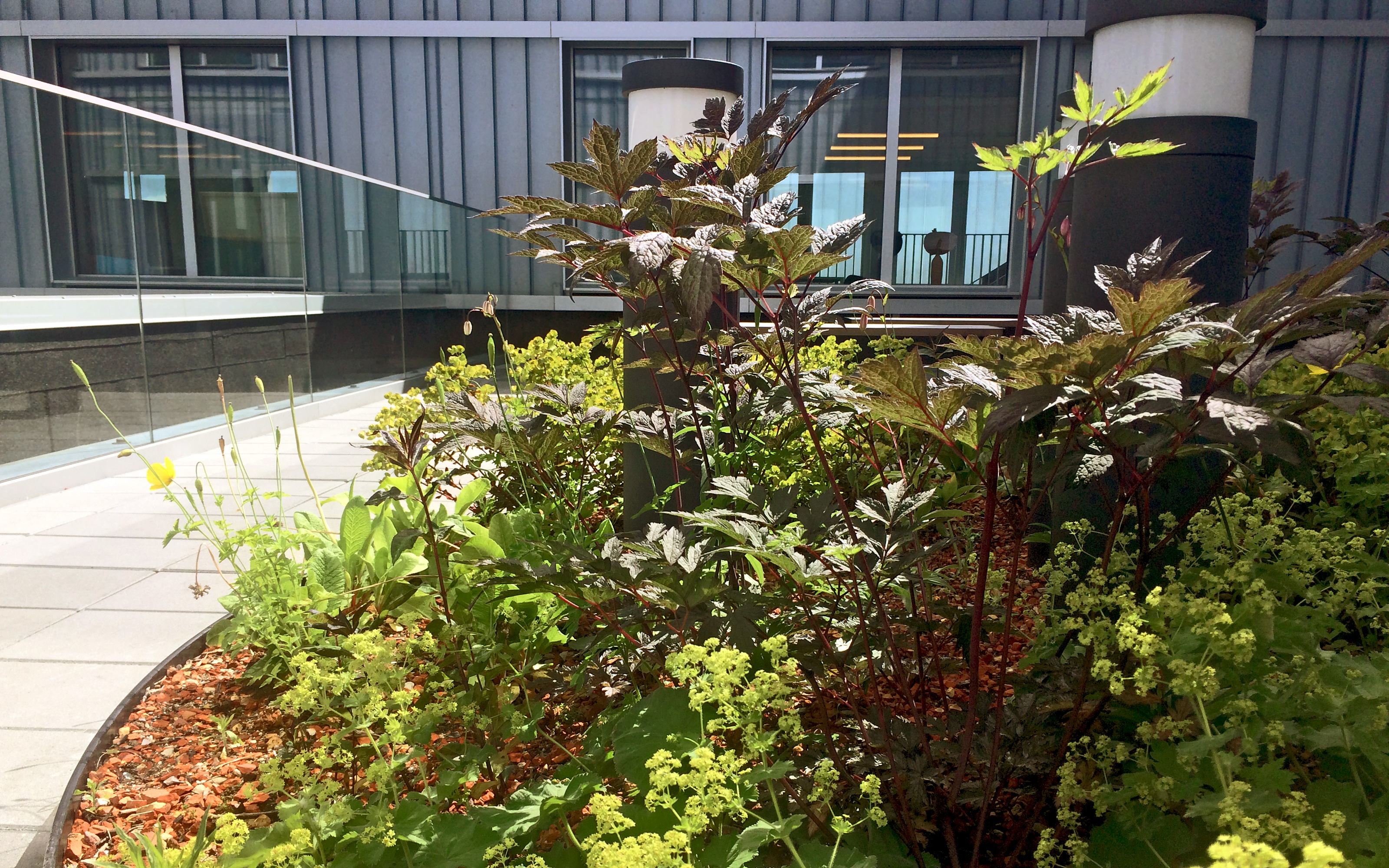 Roof garden with plant bed